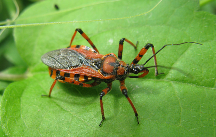 Reduviidae: Rhynocoris cf rubricus del Lazio